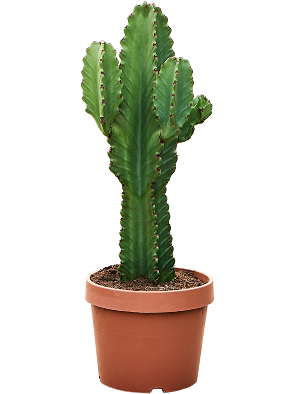 Euphorbia ingens