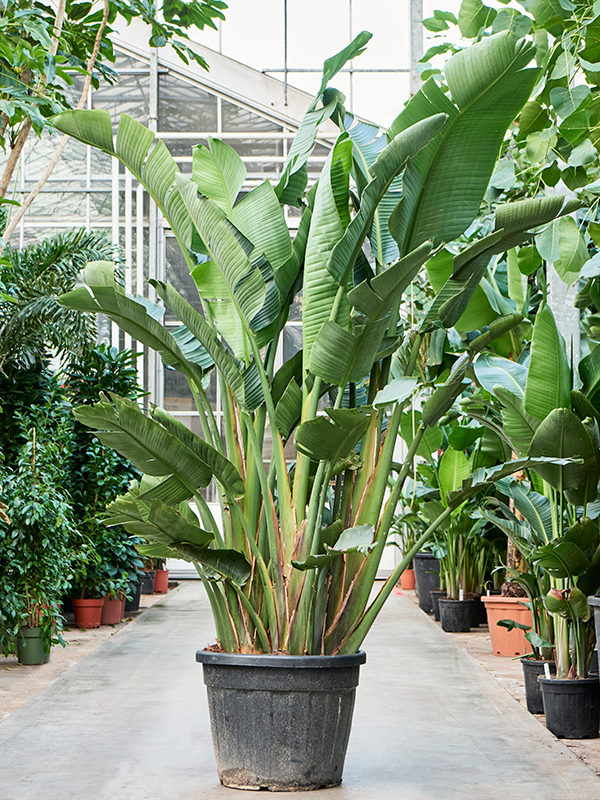 Strelitzia nicolai  (250cm +)