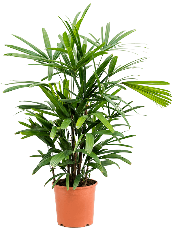 Rhapis excelsa