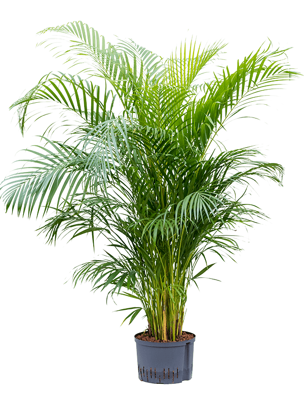 Dypsis (Areca) lutescens