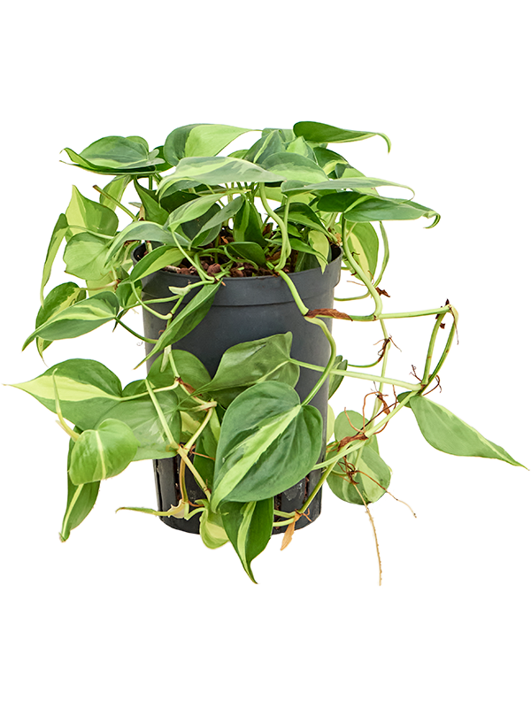 Philodendron scandens 'Brasil'