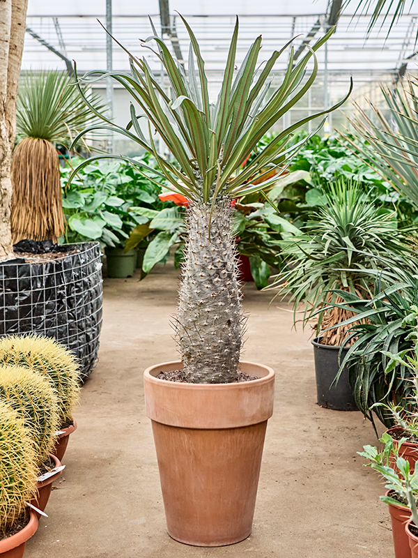 Pachypodium mikea (90-130)