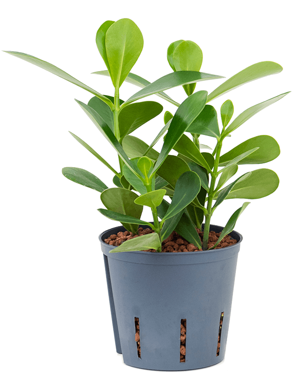 Clusia rosea 'Green Magic'