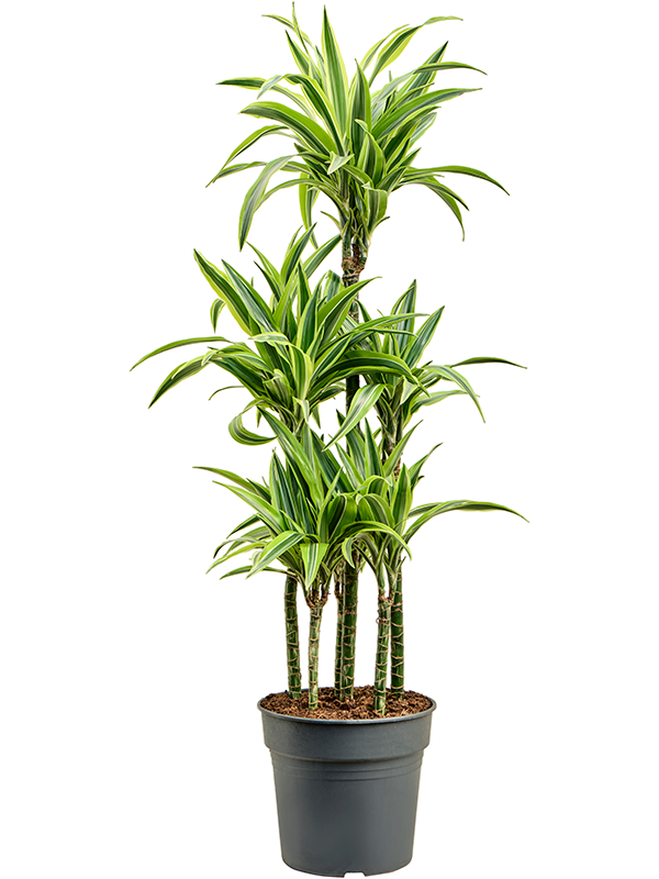Dracaena lemon lime