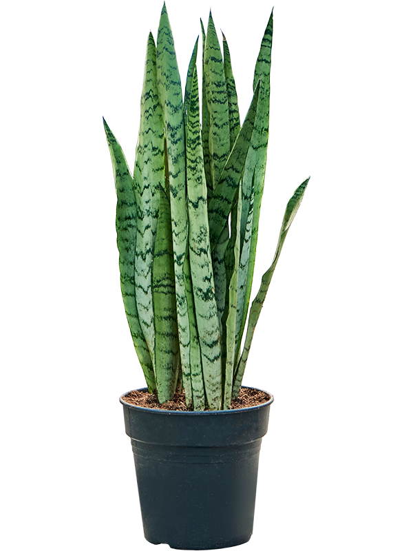Sansevieria trifasciata 'Silver Mist'