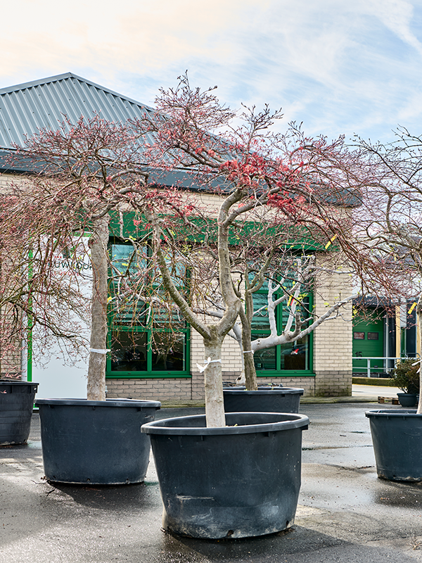 Acer pal. diss. 'Garnet'