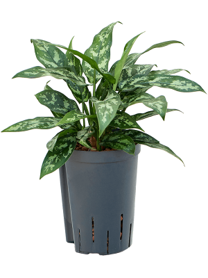 Aglaonema 'Maria'