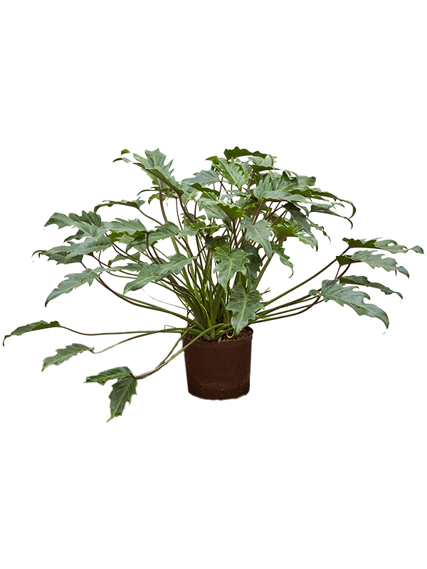 Philodendron 'Xanadu'
