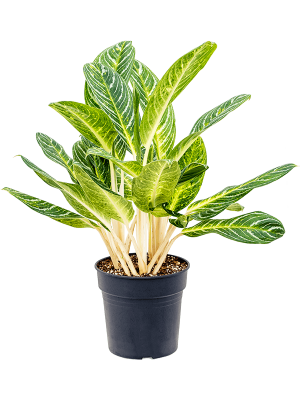 Aglaonema 'Key Lime'