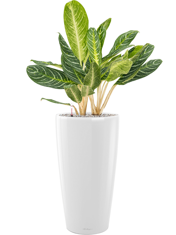 Aglaonema 'Key Lime'
