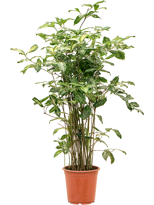 Dracaena godseffiana (90-120)