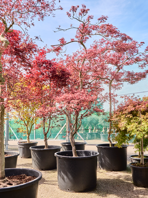 Acer pal. diss. 'Garnet'