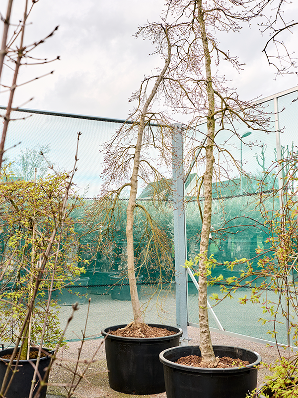Acer pal. diss. 'Viridis'