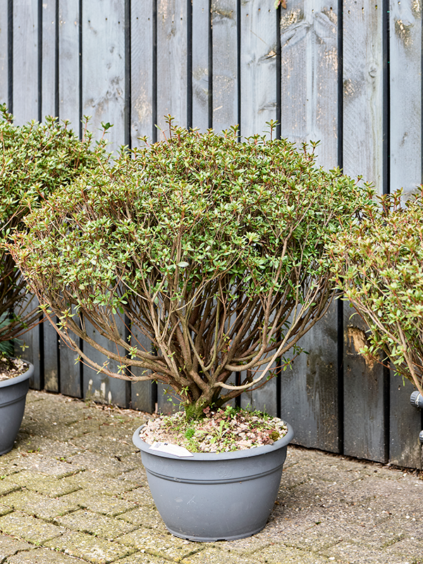 Azalea japonica 'Aladdin Scout' (80-100)