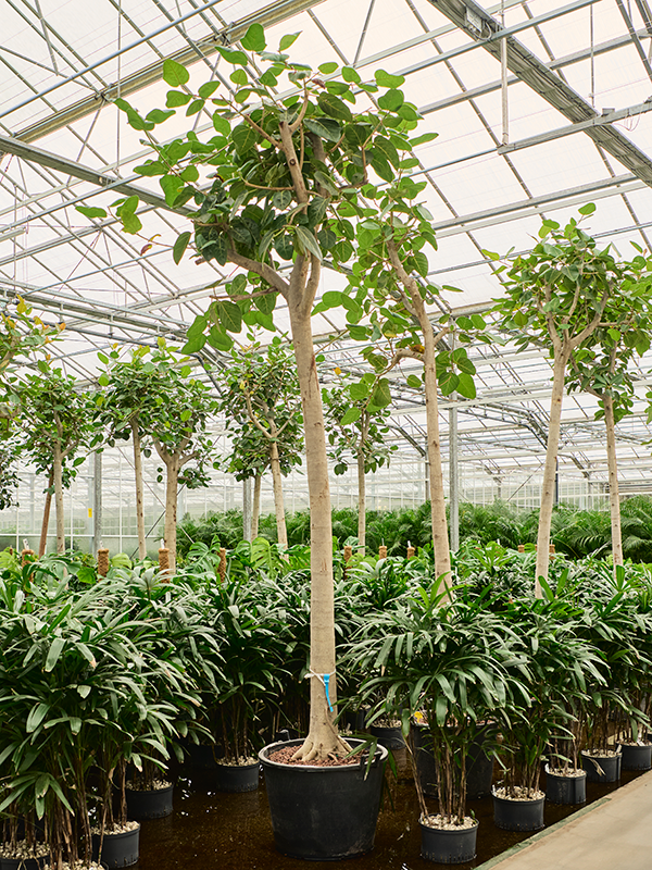 Ficus benghalensis 'Audrey'