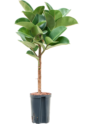 Ficus elastica 'Cloe'