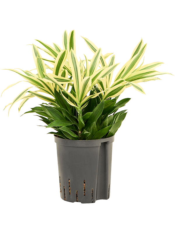 Pleomele (Dracaena) reflexa 'Song of Sri Lanka'