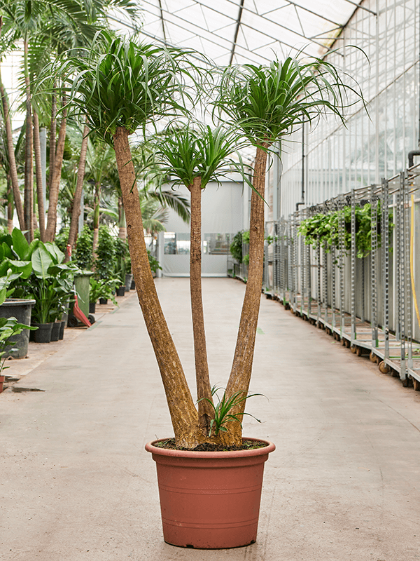 Beaucarnea recurvata