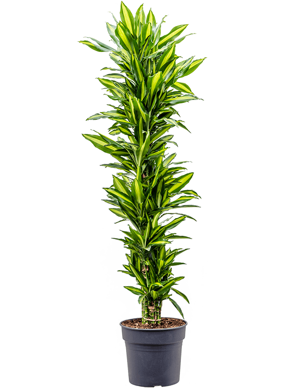Dracaena fragrans 'Cintho'