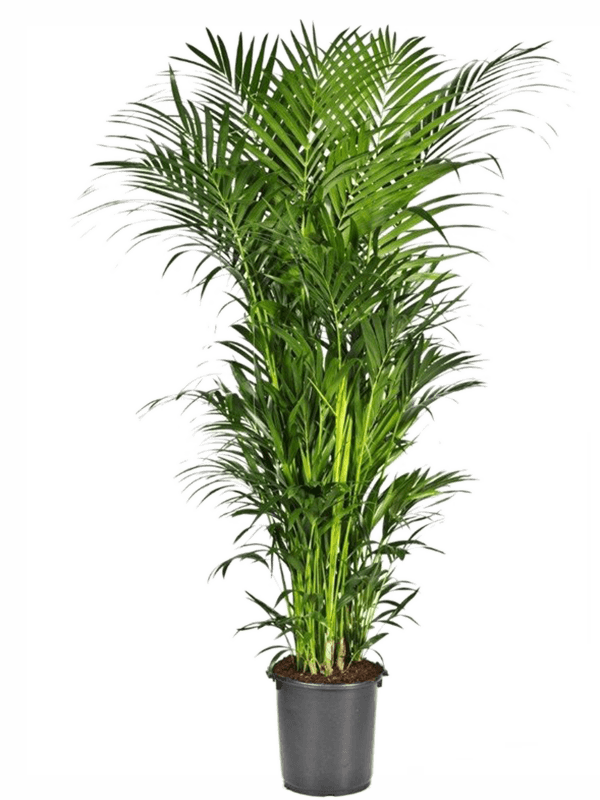 Kentia (Howea) forsteriana
