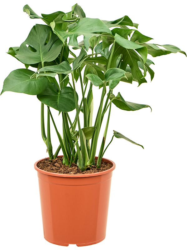 Monstera deliciosa