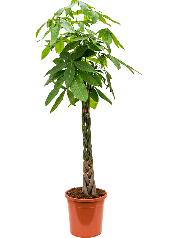 Pachira aquatica