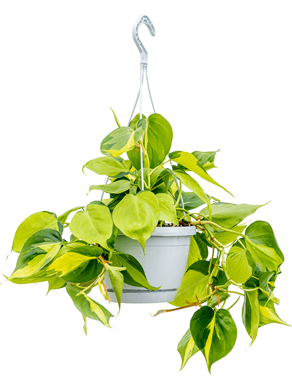 Philodendron scandens 'Brasil'
