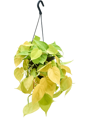 Philodendron scandens 'Lemon Lime'
