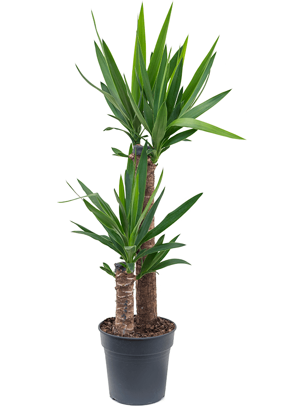 Yucca elephantipes