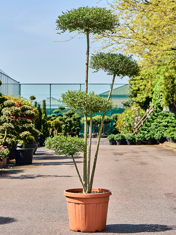 Ligustrum Jonandrum