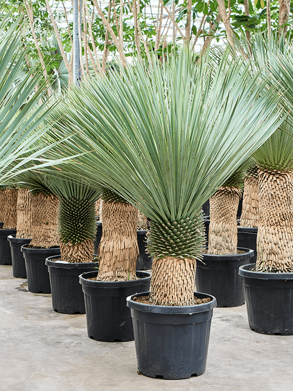 Yucca rostrata (150-180)