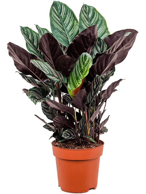 Calathea sanderiana