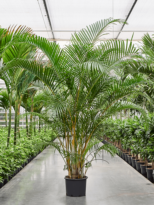 Dypsis (Areca) lutescens