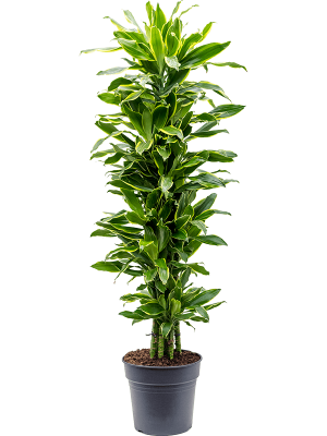 Dracaena fragrans 'Golden Coast'