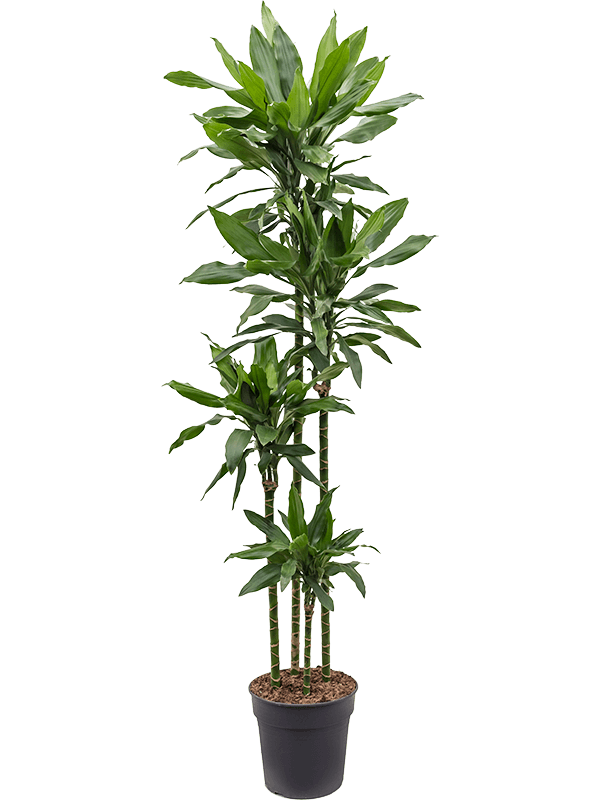 Dracaena fragrans 'Janet Lind'