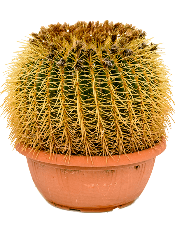 Echinocactus grusonii