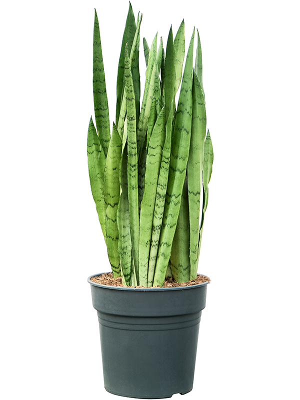 Sansevieria trifasciata 'Silver Mist'