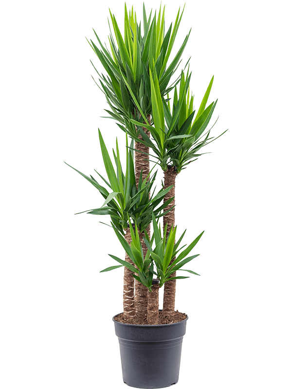 Yucca elephantipes