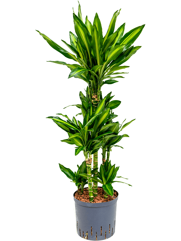 Dracaena fragrans 'Cintho