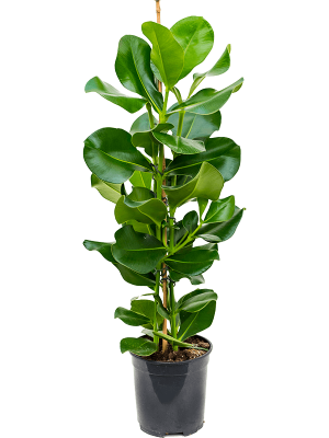 Clusia rosea