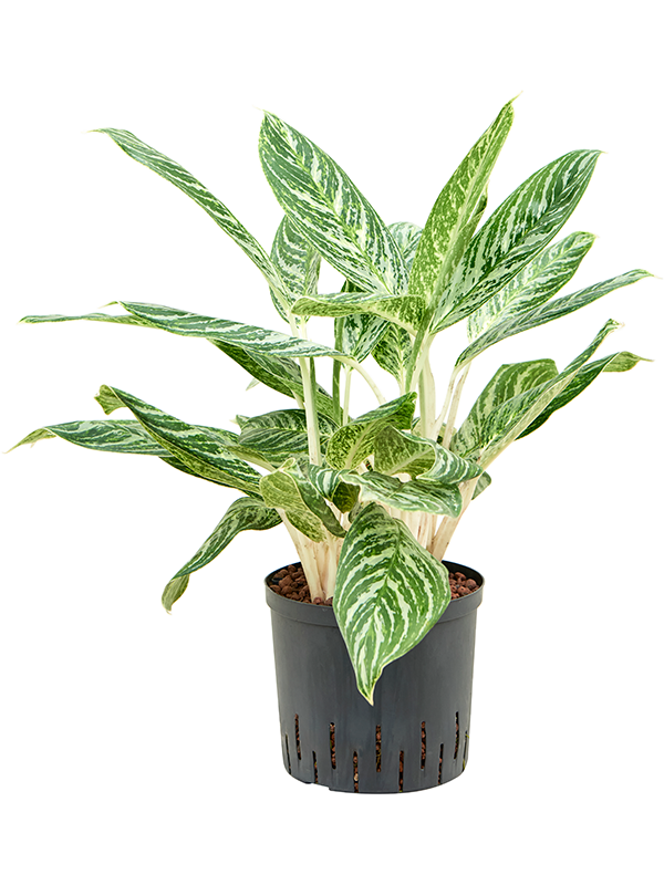 Aglaonema 'Madonna'