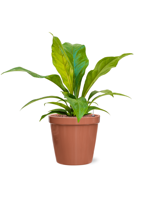 Anthurium ellipticum 'Jungle bush'