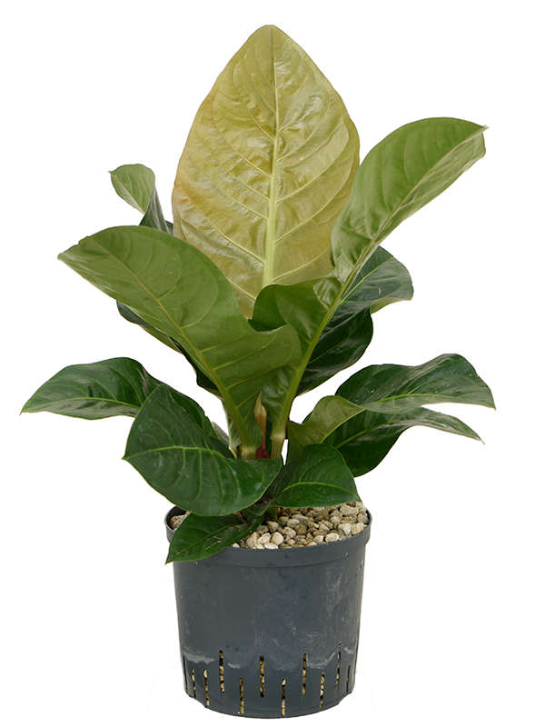Anthurium 'Jenmanii'