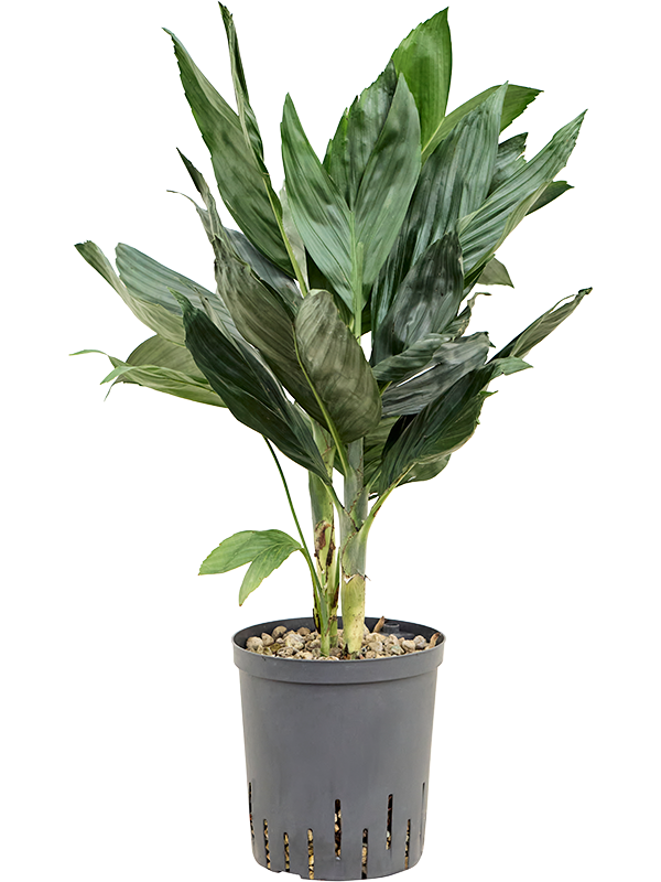 Chamaedorea metallica