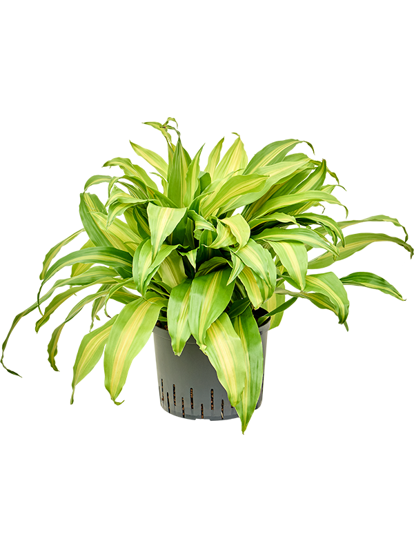 Dracaena deremensis 'Bronze'