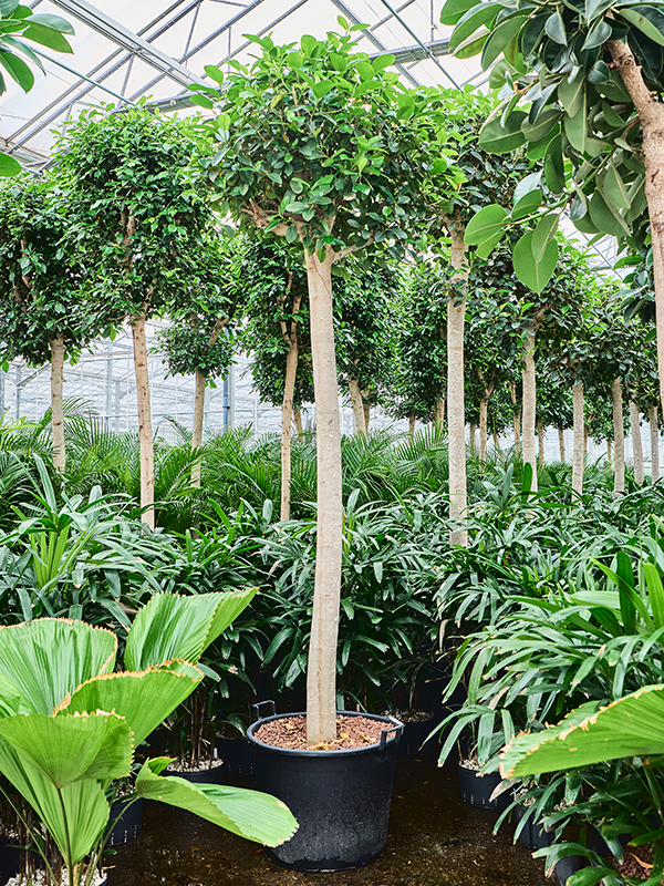 Ficus rubiginosa 'Australis'
