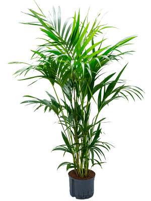 Kentia (Howea) forsteriana