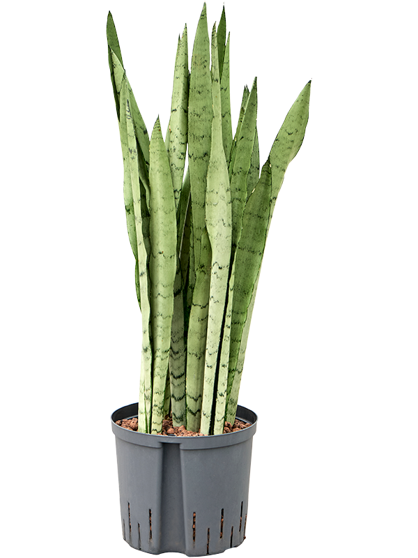 Sansevieria trifasciata 'Silver Mist'