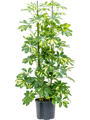 Schefflera arboricola 'Gold Capella'