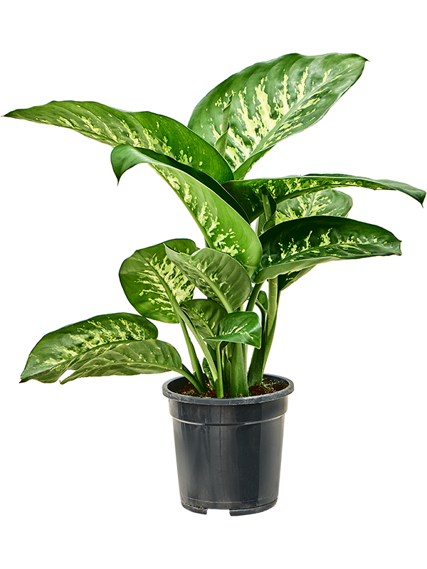 Dieffenbachia seguine 'Tropic Snow'